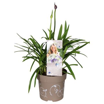 Agapanthus MIX IN POT