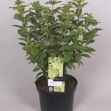 Hydrangea paniculata SKYFALL