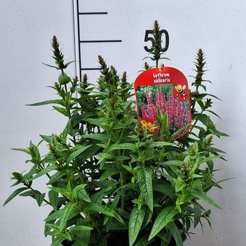 Lythrum salicaria