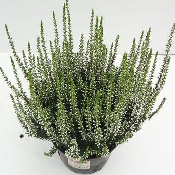 Calluna vulgaris GARDEN GIRLS ALICIA