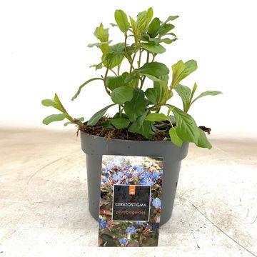 Ceratostigma plumbaginoides