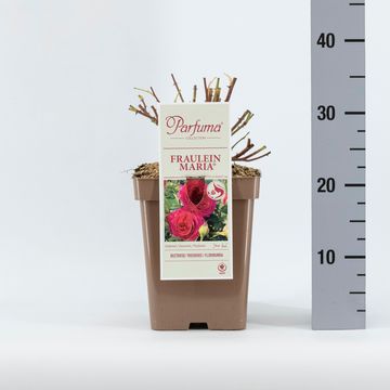 Rosa  FRÄULEIN MARIA