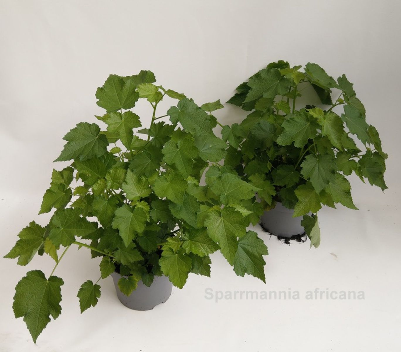 Sparrmannia africana — Plant Wholesale FlorAccess