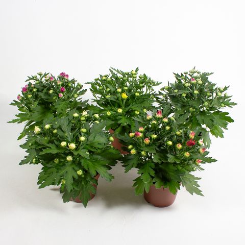 Chrysanthemum INDICUM MIX