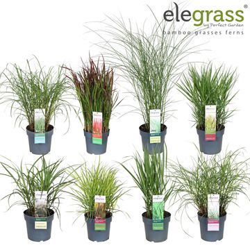 Erbe ornamentali  MIX