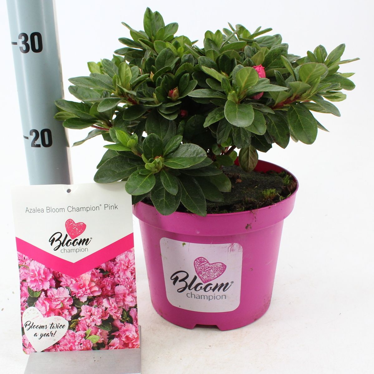 Rhododendron BLOOMCHAMPION PINK (AJ)  Plant Wholesale FlorAccess