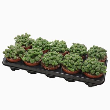 Euphorbia globosa