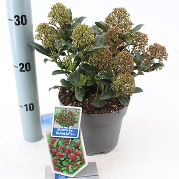 Skimmia japonica RUBESTA JOS