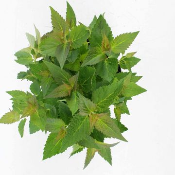 Agastache 'Blue Fortune'