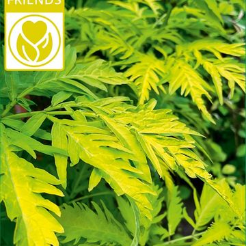 Sambucus racemosa 'Sutherland Gold'