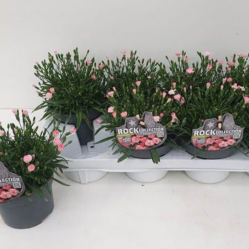 Dianthus DIANTICA PEACH PARTY