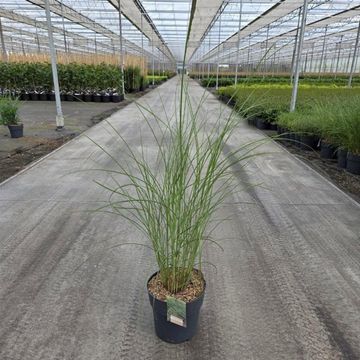 Miscanthus sinensis 'Gracillimus'