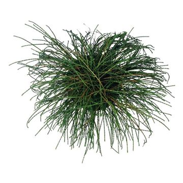 Thuja plicata 'Whipcord'