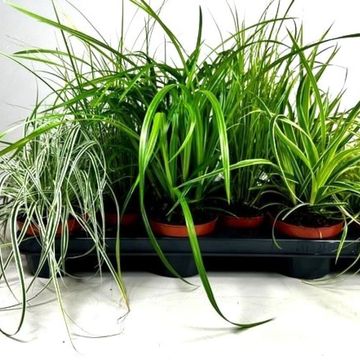 Carex MIX