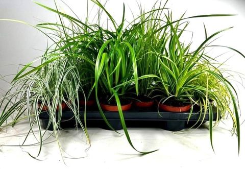 Carex MIX