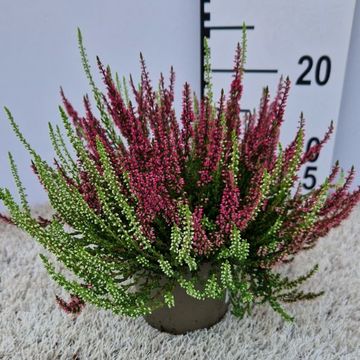 Calluna vulgaris GARDEN GIRLS MIX IN POT TWIN