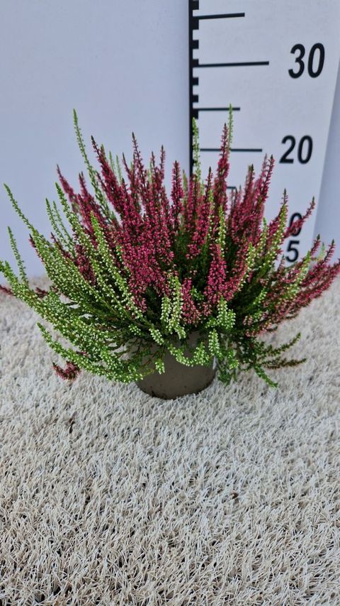 Calluna vulgaris GARDEN GIRLS MIX IN POT TWIN