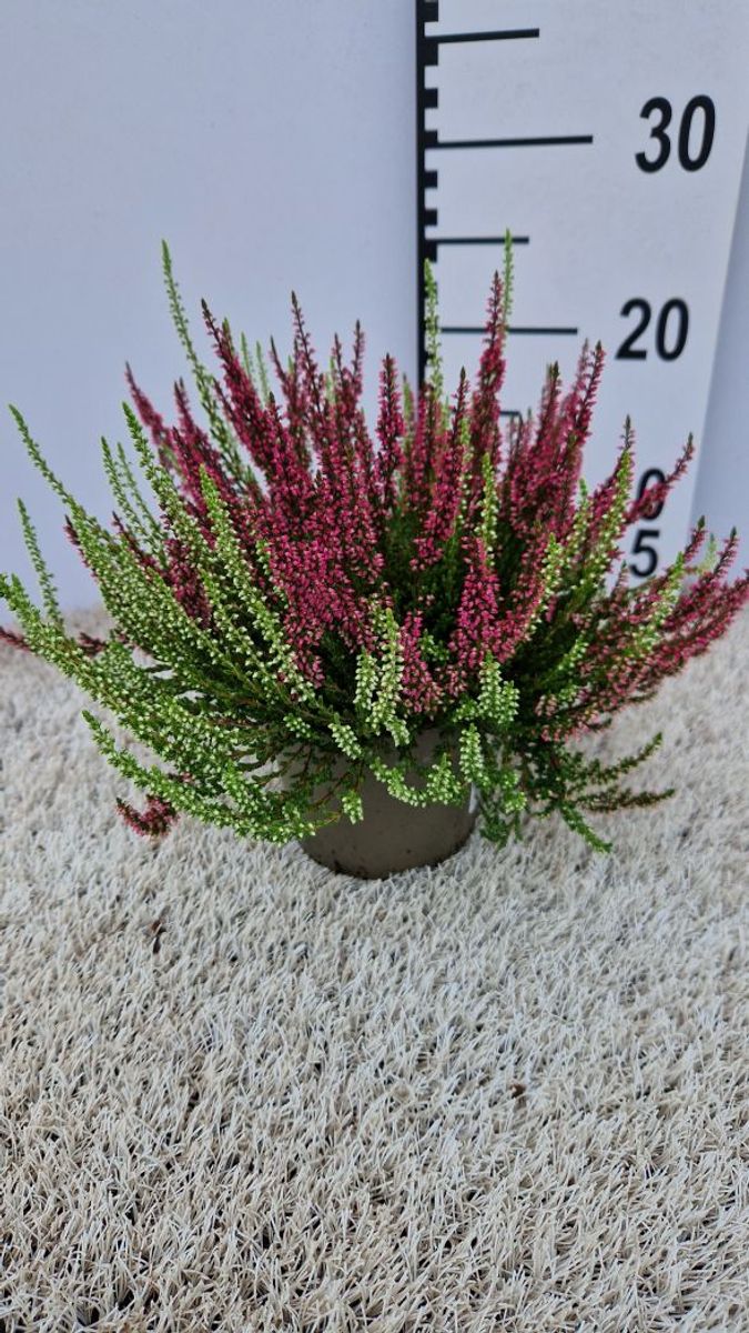 Calluna vulgaris GARDEN GIRLS MIX IN POT TWIN — Plant Wholesale FlorAccess