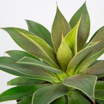 x Mangave 'Lavender Lady'