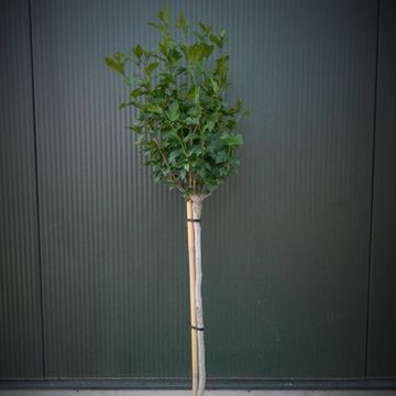 Hibiscus syriacus 'Hamabo'