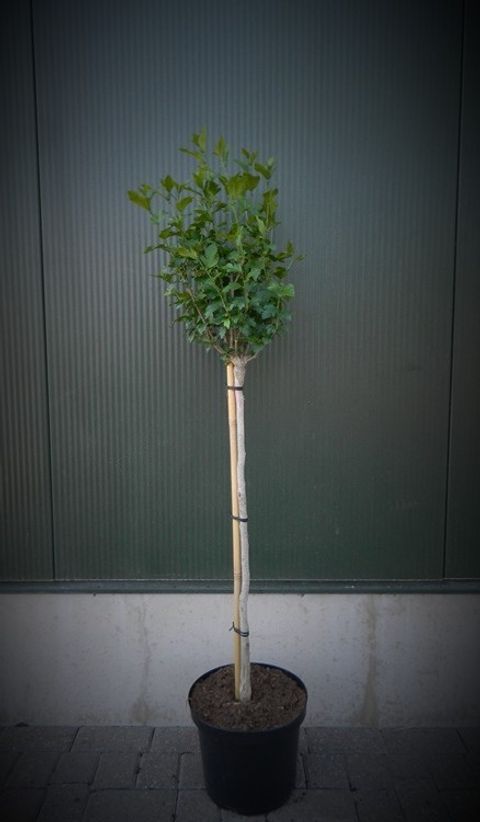Hibiscus syriacus 'Hamabo'