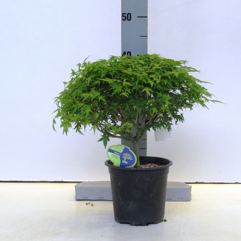 Acer palmatum 'Kiyohime'