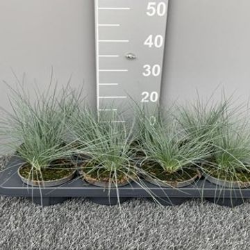 Festuca glauca