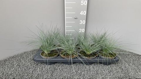 Festuca glauca