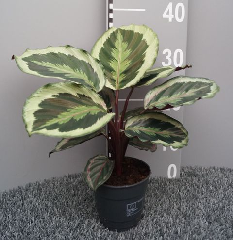 Calathea 'Marion'