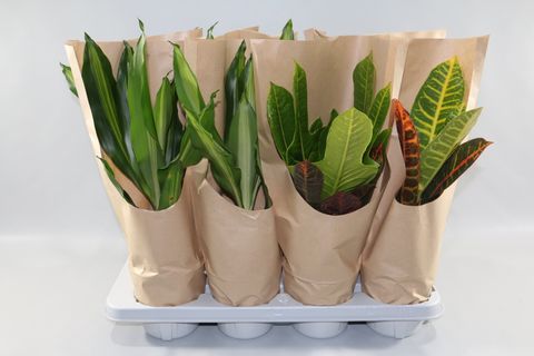 Dracaena fragrans CINTHO