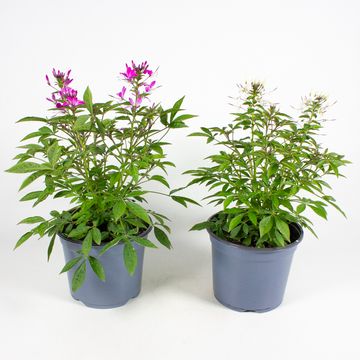 Cleome MIX