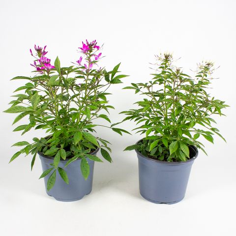 Cleome MIX