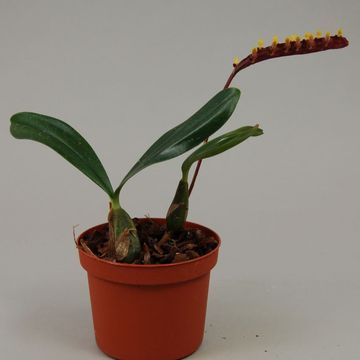 Bulbophyllum falcatum
