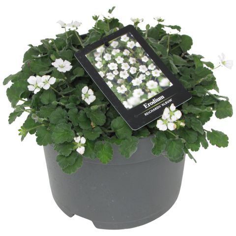 Erodium reichardii 'Album'