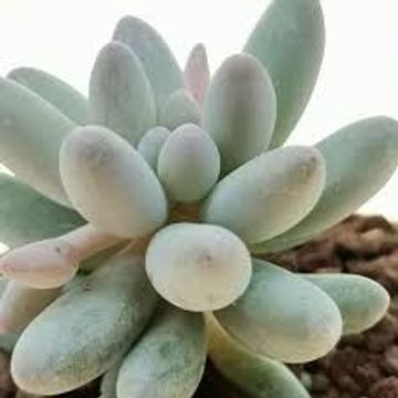 Pachyphytum 'Misty Charm'