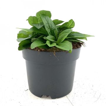 Veronica spicata 'Ulster Dwarf Blue'