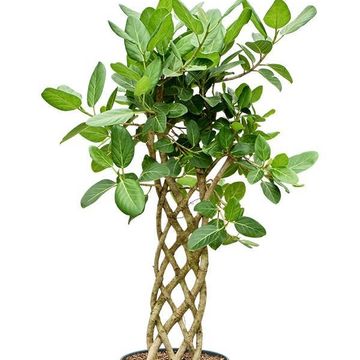 Ficus benghalensis 'Audrey'