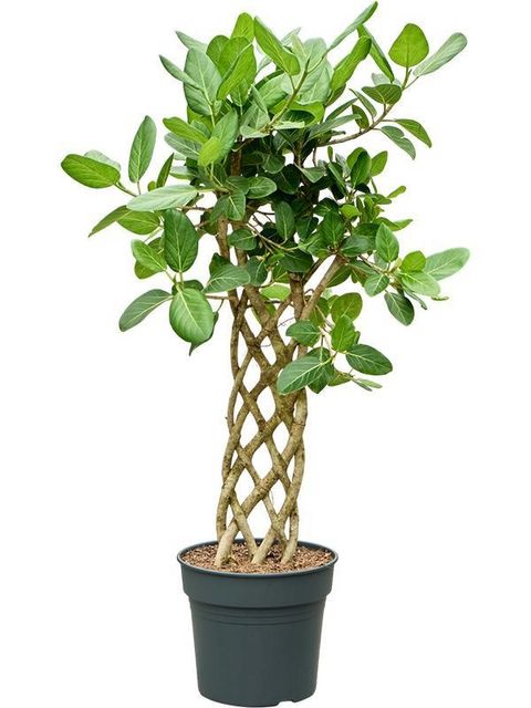 Ficus benghalensis 'Audrey'
