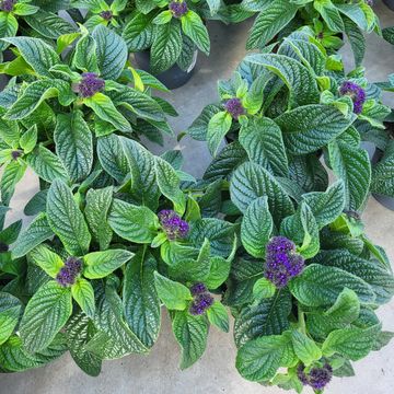 Heliotropium arborescens