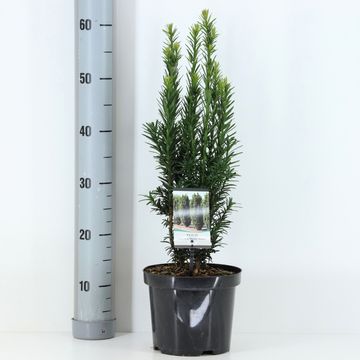 Taxus baccata 'Black Tower'