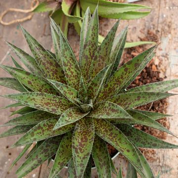 x Mangave 'Pineapple Express'