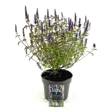 Agastache rugosa 'Little Adder'