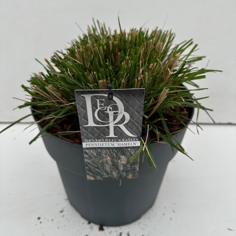 Pennisetum alopecuroides 'Hameln'