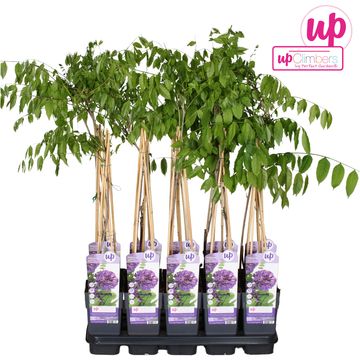 Вистерия frutescens 'Longwood Purple'