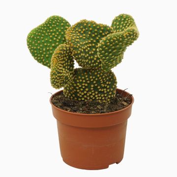 Opuntia microdasys 'Cristata'