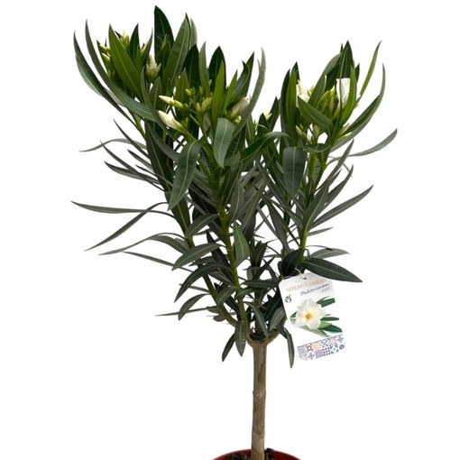 Nerium oleander