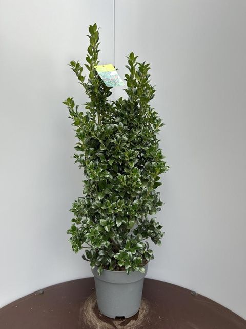 Ilex x meserveae HECKENFEE