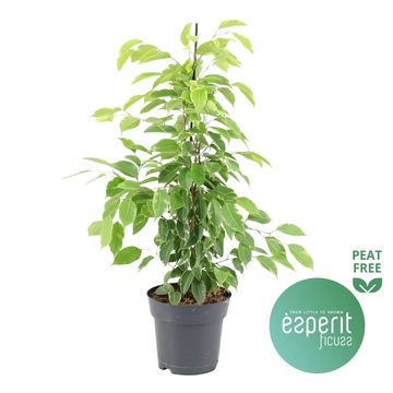 Ficus benjamina 'Lime Beauty'