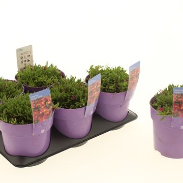 Delosperma ICE CREAM PURPLE