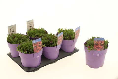 Delosperma ICE CREAM PURPLE